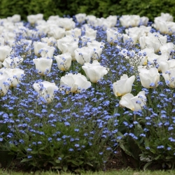 Tulip putih dan alpine biru forget-me-not - bohlam dan biji diatur - 