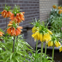 Set imperiale corona bicolore - arancione e giallo - 6 pezzi - 