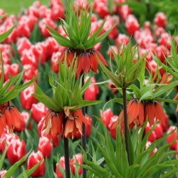 Narancssárga korona császári és vörös-fehér tulipán - 18 darab - 