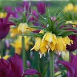 Жовта корона імператорського і фіолетового тюльпана - 18 шт - 