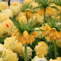 Kuning mahkota kuno dan bunga tulip kuning berbunga - set 18 set - 