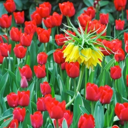 Vương miện vàng và bộ tulip đỏ - 18 chiếc - 