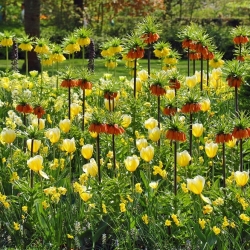 Vương miện màu cam và màu vàng với hoa tulip màu vàng - bộ 14 mảnh - 