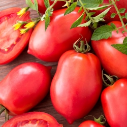 الطماطم الحقل القزم 'Malinowy Bosman' - مجموعة متنوعة متوسطة الحجم موصى بها للمحميات -  Lycopersicon esculentum - Malinowy Bosman - ابذرة