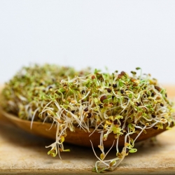 BIO Sementes germinadas - Brócolis "Raab" - sementes orgânicas certificadas - 