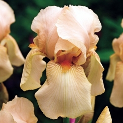Bearded iris - In the Jape; Tysk skjeggete iris