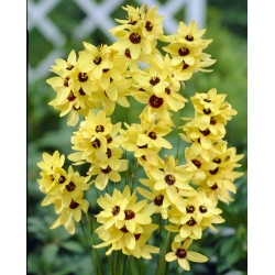Ixia "Yellow Emperor" - Large Pack! - 150 pcs; corn lily