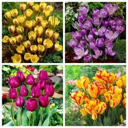 Thay đổi cái tôi - bộ tulip và hoa thủy tiên - 40 chiếc. - 