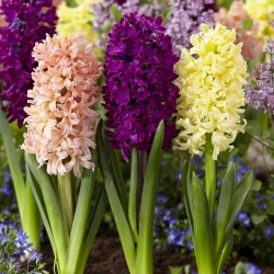 Colourful trio – set of 3 hyacinth varieties - 27 pcs.