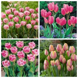 Cavallo - juego de 4 variedades de tulipanes - 40 piezas
