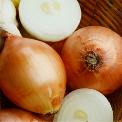 Onion 'Dakota' - medium late, extremely productive variety
