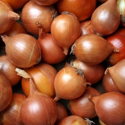 Onion 'Niagara' - medium late, extremely productive variety