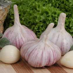 Winter garlic "Arkus" - 4 bulb (0,20 - 0,25 kg)