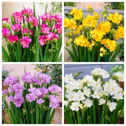 Dubbele fresia - set van 4 variëteiten met witte, gele, paarse en roze bloemen - 80 stks.