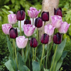 Hari yang baik - set 2 jenis tulip - 40 buah. - 