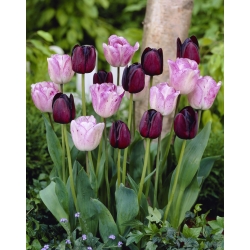 Selamat siang - set 2 varietas tulip - 40 pcs. - 