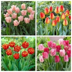 Happy Song - bộ 4 giống hoa tulip - 40 chiếc. - 