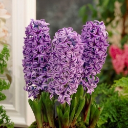 Hyacinthus Star Purple - Purple Star Hyacinth - 3 becuri -  Hyacinthus orientalis