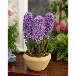 Hyacinthus orientalis - Purple Star - pacchetto di 3 pezzi -  Hyacinthus orientalis
