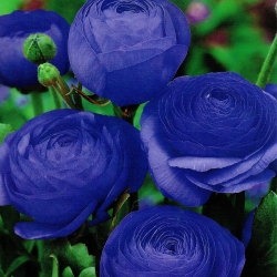 Mavi düğün çiçeği - Büyük Paket! - 100 adet. - 