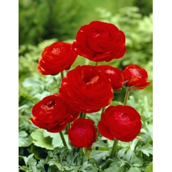 Leinikit - Punainen - paketti 10 kpl - Ranunculus