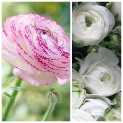 Buttercup Aviv Picotee Pembe + beyaz düğün çiçeği - 100 adet. - 