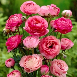 Ranunculus - rosa - pacote de 10 peças