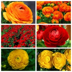 Düğün çiçeği - kırmızı, sarı ve turuncu - 90 adet. - 