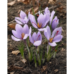 Crocus Sativus – Saffron – large pack! – 200 pcs