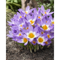 الربيع الإبداعي - مجموعة من 4 أنواع نباتية - 350 قطعة. - 