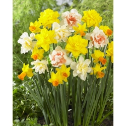 Esensi Kecantikan - set 4 jenis daffodil - 40 buah. - 