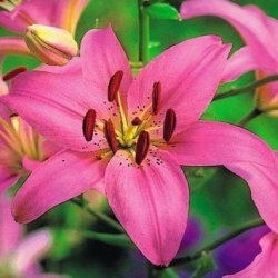 Hồng Asiatic lily - Hồng - Gói lớn! - 15 chiếc. - 