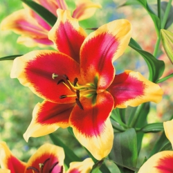 زنبق ، زنبق أحمر هولندي - بصيلة / درنة / جذر - Lilium