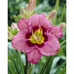 Daylily Always Afternoon
