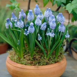 Azure grape hyacinth – large pack! – 100 pcs