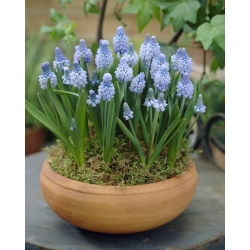 Azure grape hyacinth – large pack! – 100 pcs