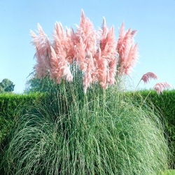 Pink Pampas Seme trave - Cortaderia selloana - 156 semen - semena