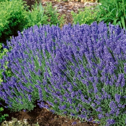 Lavender Hidcote Blue seeds - Lavandula angustifolia - 200 seeds