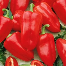Pepper "Rubinova" - red and sweet
