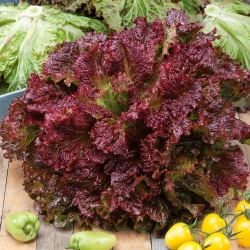 Salat -  Foliosa - Rosela - Rød - Lactuca sativa var. foliosa  - frø