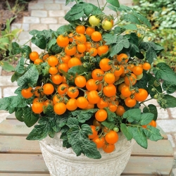 Tomate cherry - Venus  - Lycopersicon esculentum Mill  - semillas