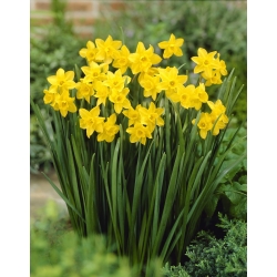 Jonquil - tergesa-gesa daffodil - Sweetness - pek besar! - 100 pcs - 
