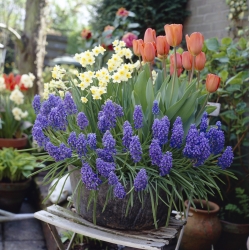 Grape hyacinth, daffodil and tulip – set of 3 plant species - 60 pcs.