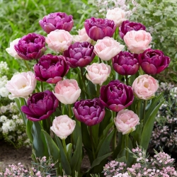 Nota Rahsia - set jenis tulip berganda dengan bunga merah muda pucat dan ungu - 40 pcs. - 