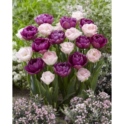 Nota Secreta - conjunto de variedades duplas de tulipas com flores rosa pálido e roxo - 40 un. - 