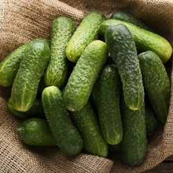 Pickling cucumber  'Gwidon' - medium early, very productive variety