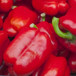 Paprika 'Barbórka' - merah, varietas awal yang ditujukan untuk penanaman di terowongan -  Capsicum annuum - Barbórka - biji