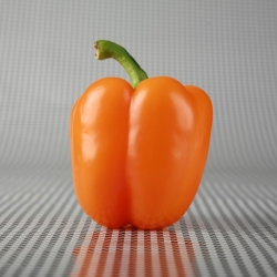 Paprika „Lamia“ - pomarančová odroda na pestovanie v tuneloch a na poli - Capsicum annuum - Lamia - semená