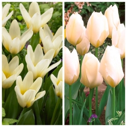 Piña Colada - juego de 2 variedades de tulipanes - 40 piezas