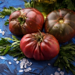 Uzun tarla domatesi 'Kara Prens' - doğrudan tüketim için önerilen sulu, tatlı ve aromatik çeşit -  Lycopersicon esculentum - Black Prince - tohumlar
